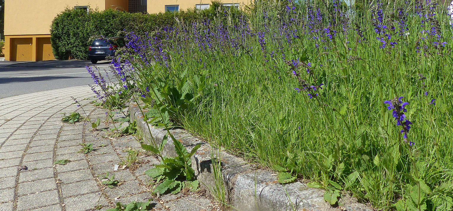 Stadt Friedrichshafen Forderprogramme