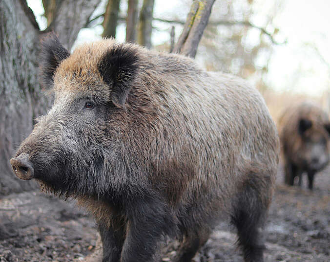 Wildschwein