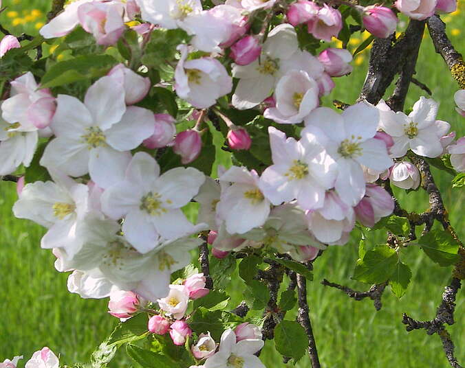 Nahaufnahme Apfelblüte