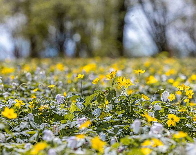 Stimmungsvolles Fruehlingsbild mit gelb und weiß bluehenden Frühlingsblumen im Vordergrund - im Hintergrund sind unscharf Baeume zu erkennen.