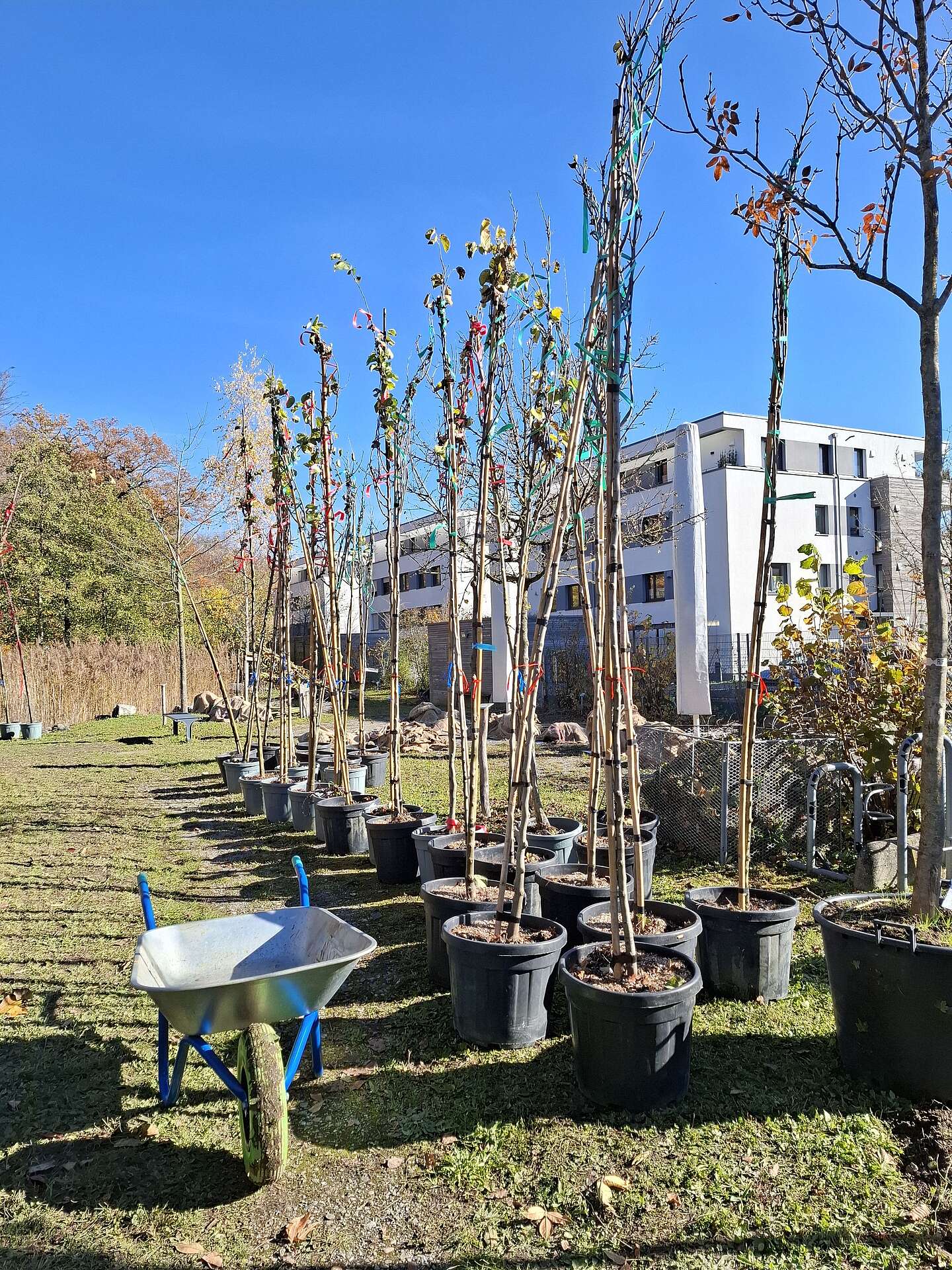 Stadt verschenkt Bäume fürs Klima