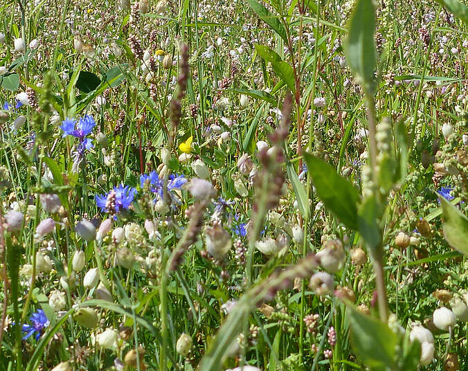 Blühende Wiese mit Wildblumen