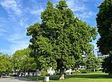 Baum im Uferpark