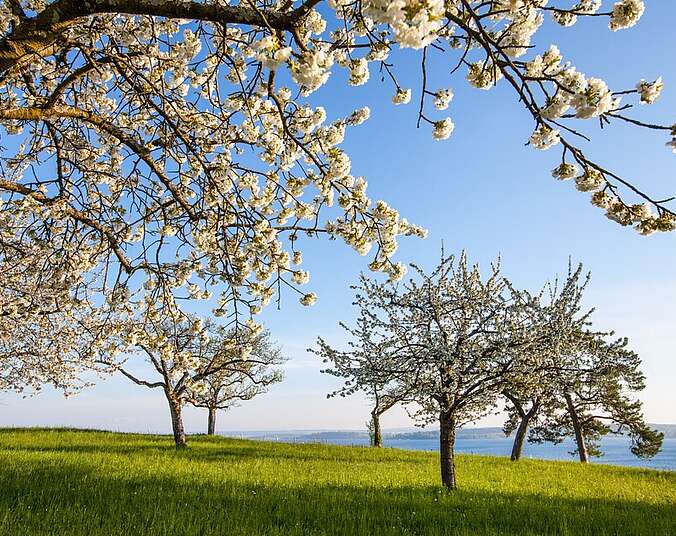 Blühende Baeume auf einer Wiese.
