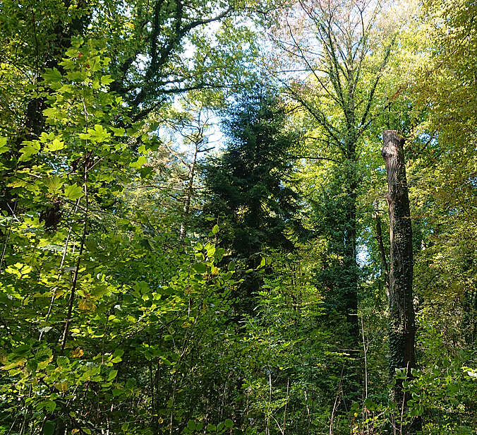 Wald im Sonnenschein