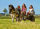 drei Kinder sitzen auf Pony