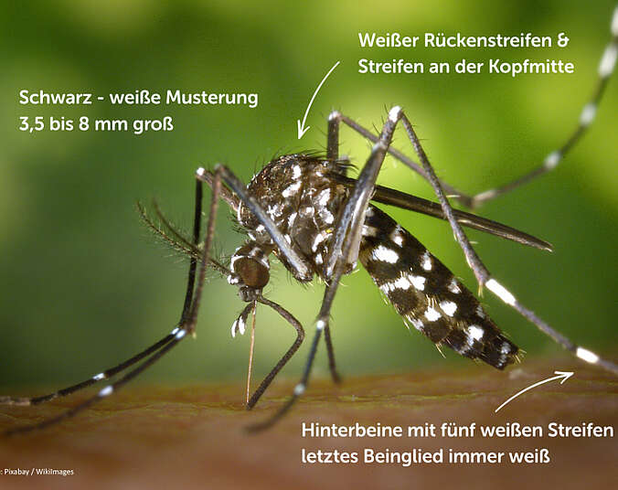 Eine Tigermücke, schwarz-weiß gemustert