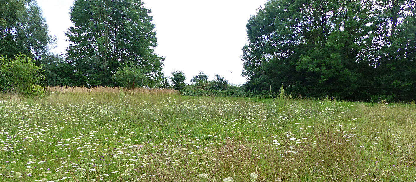 Blumenwiese