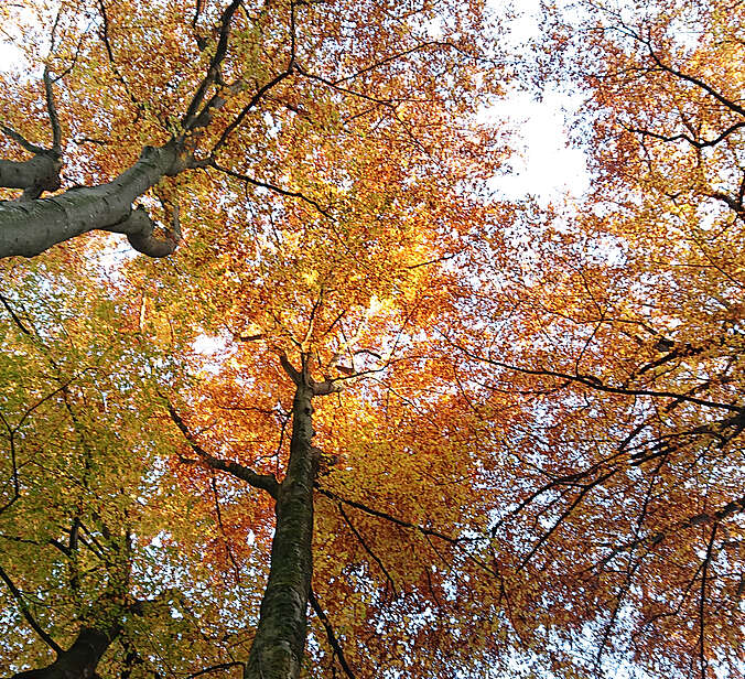 Herbstlicher Wald