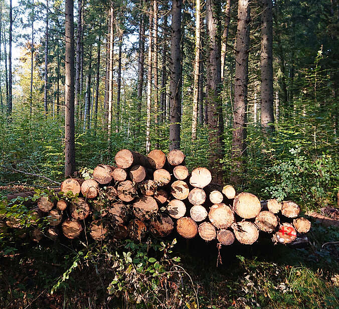 Gestapelte Baumstämme im Wald