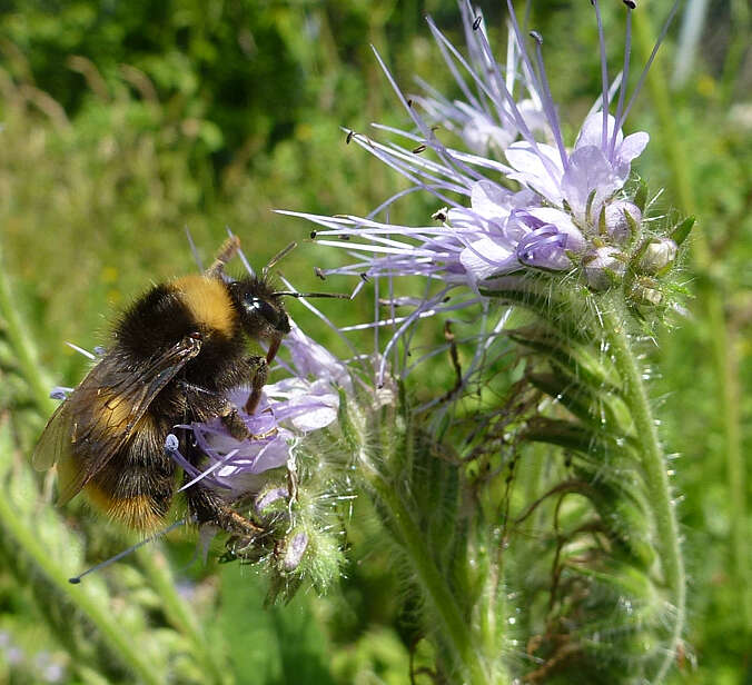 Eine Hummel sitzemd aud einer Blüte