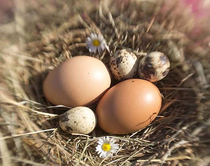Braune Eiern und Gänseblümchen in einem Nest.
