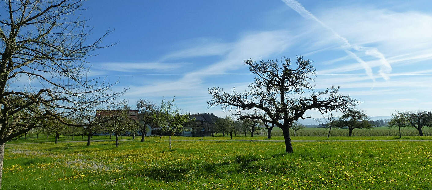 Streuobstwiese