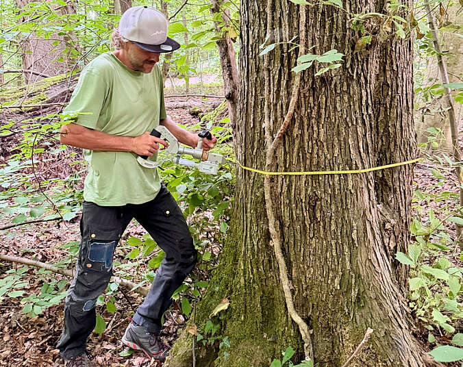 Mann steht an einem Baum und impft mit einer großen Nadel den Baum