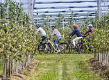 Radfahrer zwischen den Obstplantagen