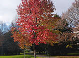 rot gefärbter Baum
