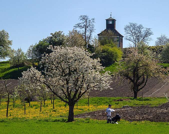 Blick zur Hochwart auf der Insel Reichenau im Frühjahr.