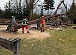 Der Unterspannung stehende Baum wird gesägt