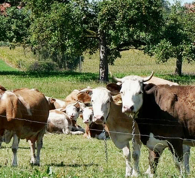 Kühe auf der Kuhweide Ettenkirch