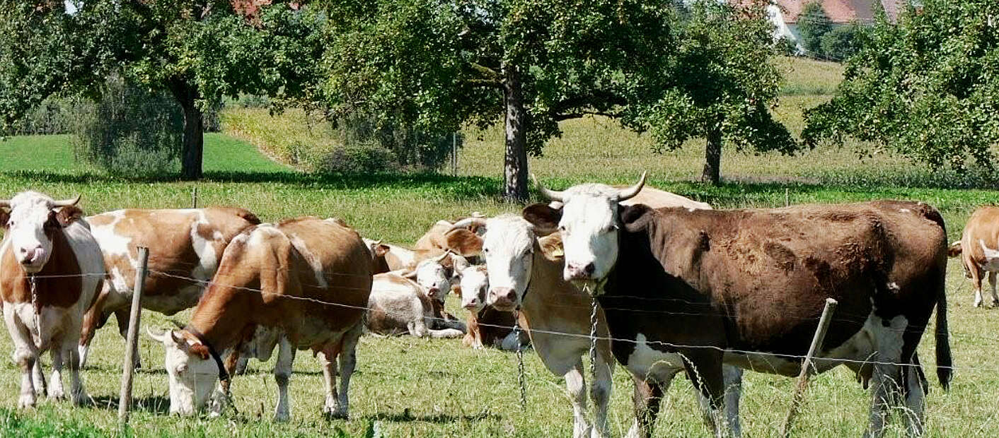 Kühe auf der Kuhweide Ettenkirch