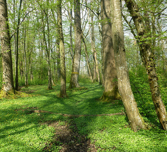 Grüner Wald