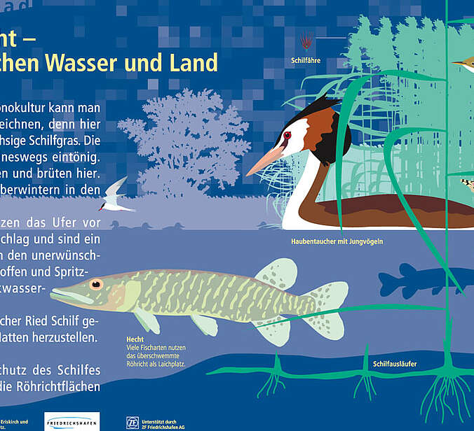 Tafel mit Infos über Schilfröhricht