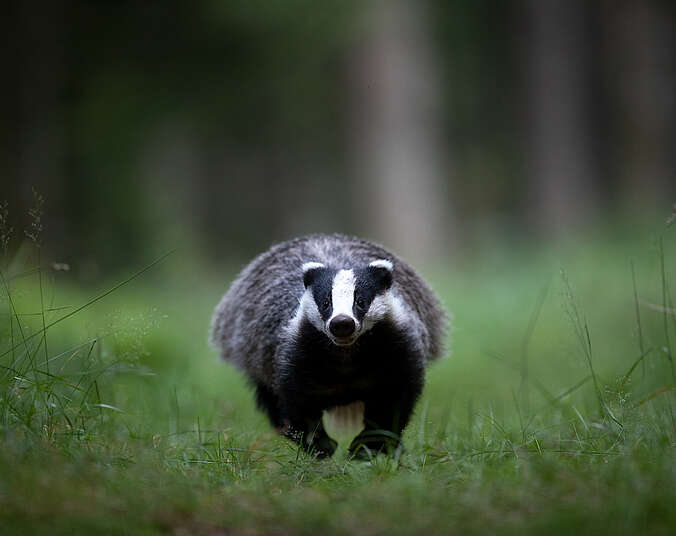 Ein großer Dachs rennt auf über eine Wiese direkt auf den Betrachter zu.