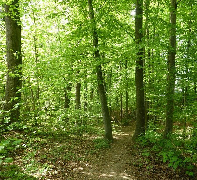 Grüner Wald