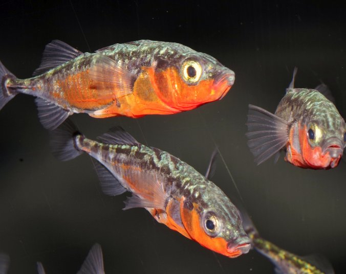 Drei Stichlinge im Wasser. (Foto: Fischereiforschungsstelle)