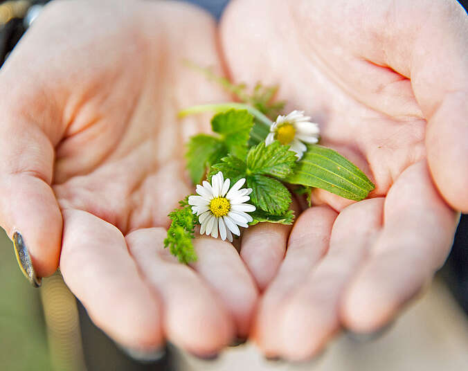 Wildkräuter und Blüten liegen auf zwei Händen.
