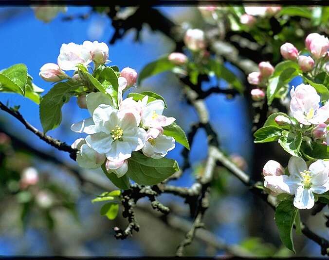 Blühende Apfelblüten