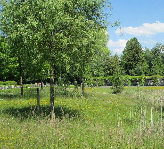 grüne Bäume und grüne Wiese beim Hauptfriedhof