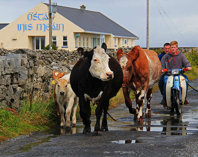 Zwei Kühe und ein Kalb laufen auf einer schmalen Straße, hinter ihnen sind zwei Junge Männer auf Mofas. Die Straße ist gesäumt von einer niedrigen Steinmauer, dahinter ist ein Irish Pub zu sehen.