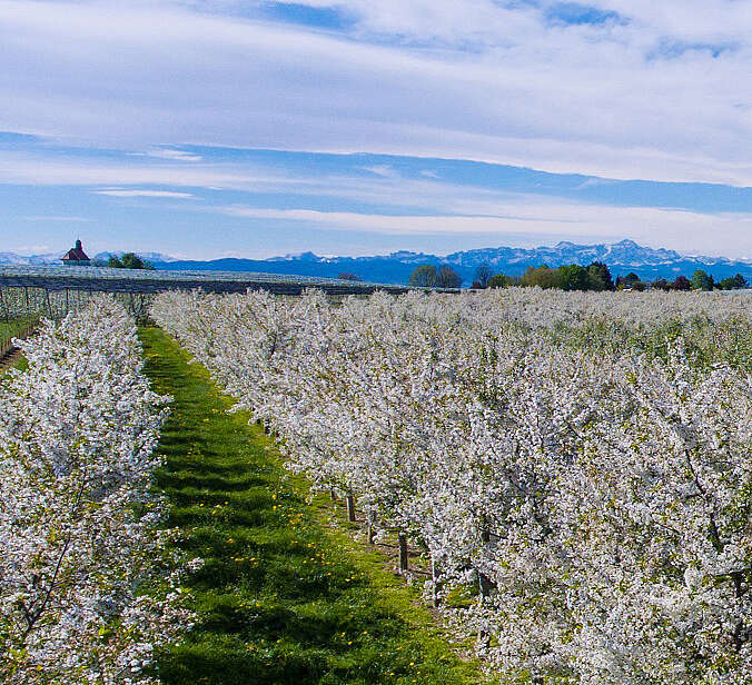 Apfelblüte