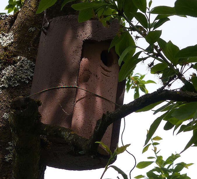 Vogelnistkasten hängt an Stamm in Baum